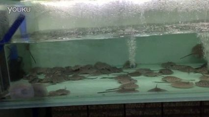 黑金魟魚好養嗎