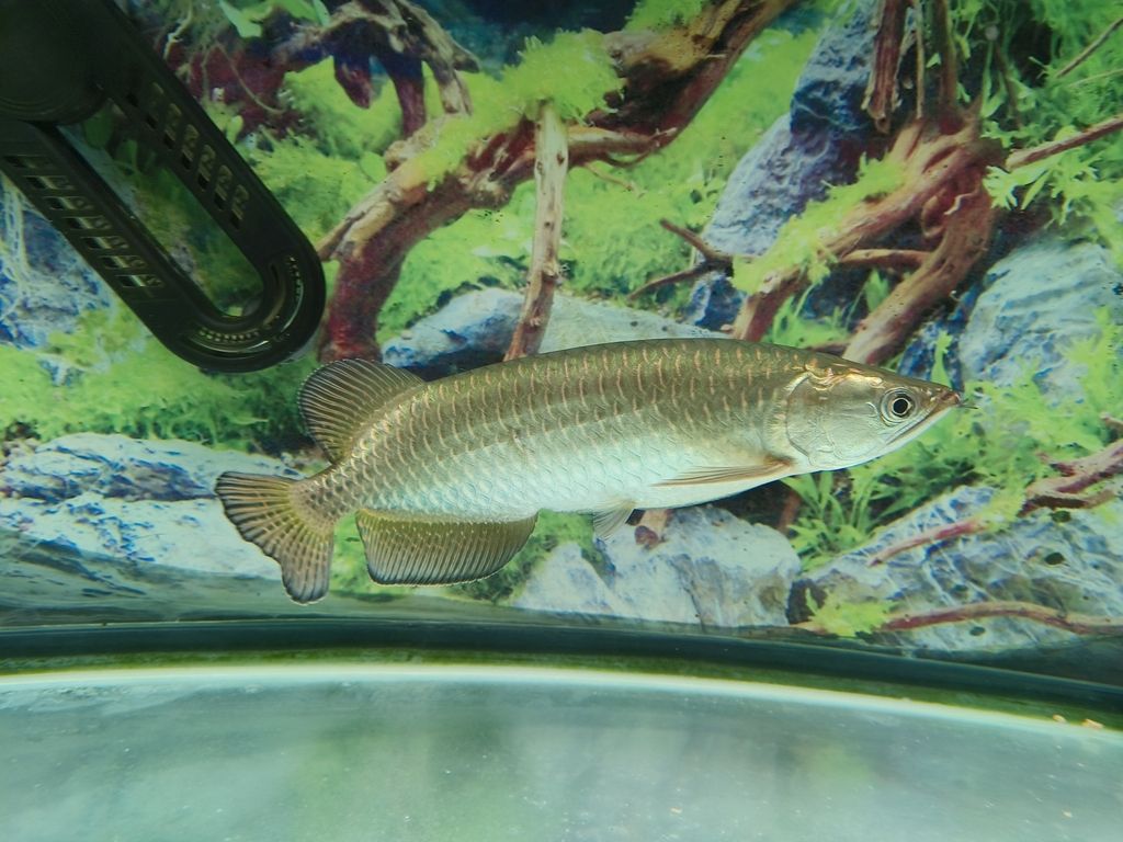 向各位請(qǐng)助魚(yú)友，這是澳洲星點(diǎn)龍魚(yú)嗎？