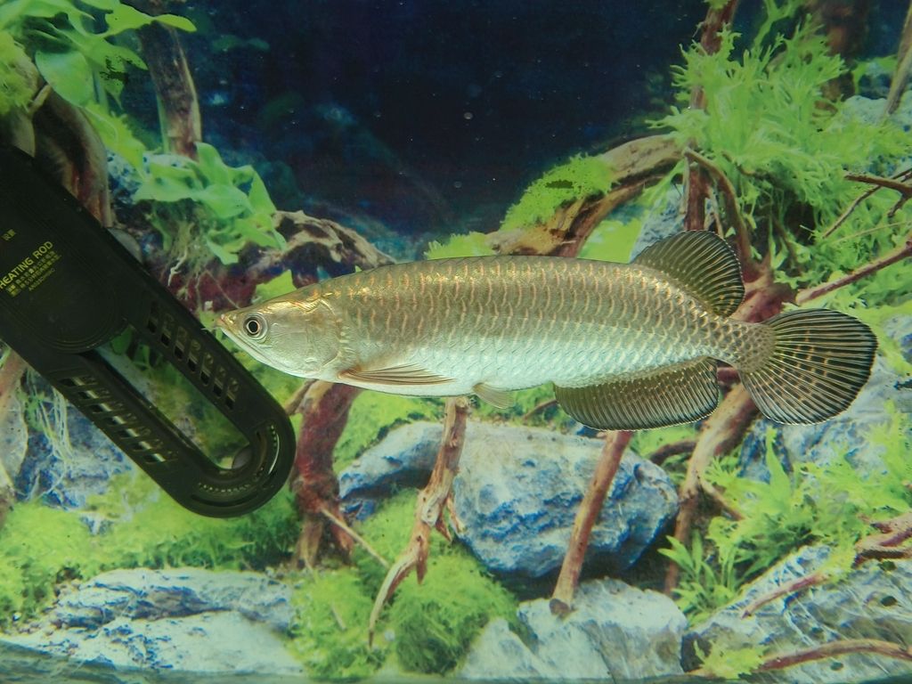 向各位請(qǐng)助魚(yú)友，這是澳洲星點(diǎn)龍魚(yú)嗎？