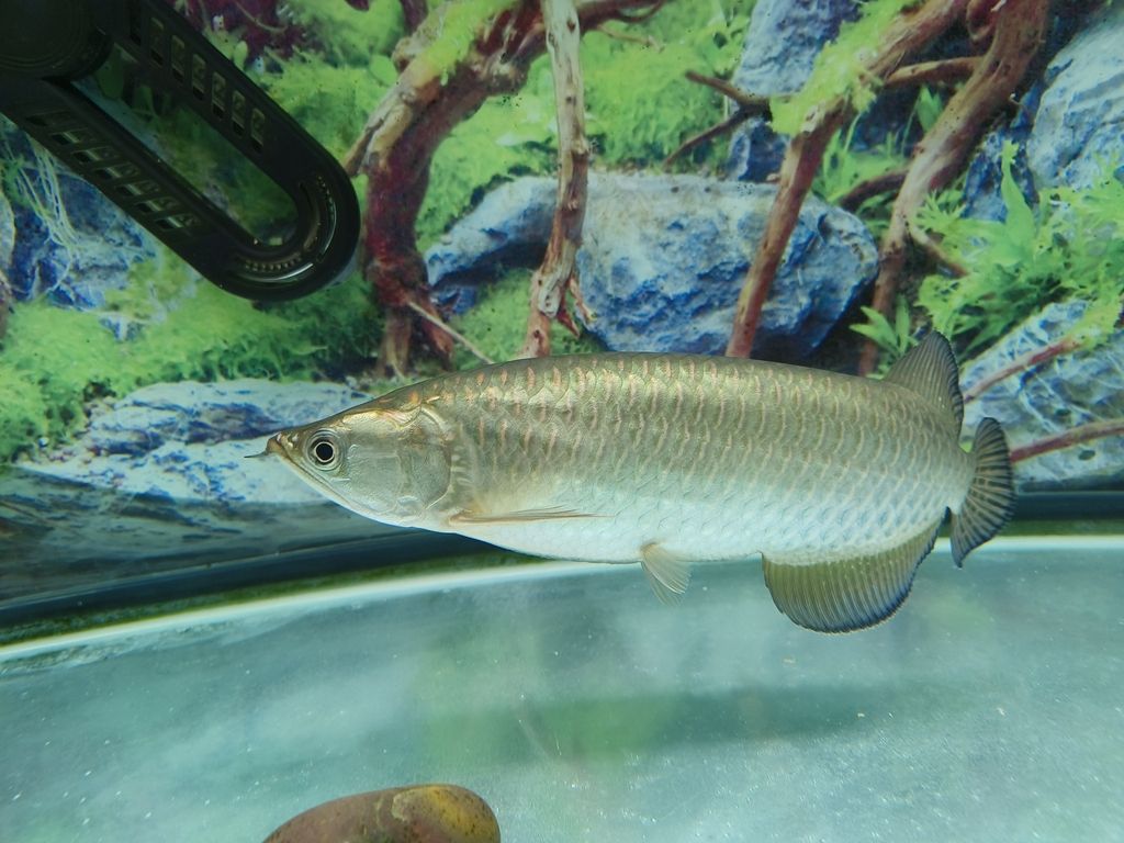 向各位請(qǐng)助魚(yú)友，這是澳洲星點(diǎn)龍魚(yú)嗎？