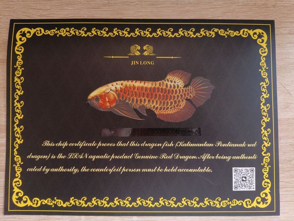 向各位請助魚友，這是澳洲星點龍魚嗎？