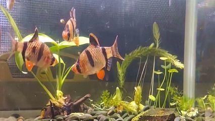 虎魚可以養幾條魚：虎魚養殖數量主要取決于魚缸大小和水質狀況，養幾條虎魚沒固定 虎魚可以養幾條魚：虎魚養殖數量主要取決于魚缸大小和水質狀況，養幾條虎魚沒固定 虎魚百科 第3張