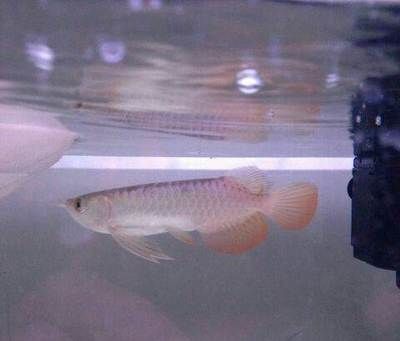 虎魚可以養幾條魚：虎魚養殖數量主要取決于魚缸大小和水質狀況，養幾條虎魚沒固定 虎魚可以養幾條魚：虎魚養殖數量主要取決于魚缸大小和水質狀況，養幾條虎魚沒固定 虎魚百科 第2張