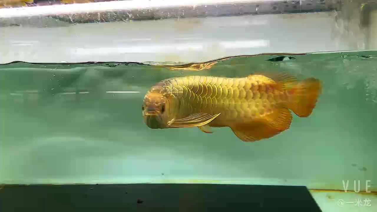 這條迪納的鯊魚(yú)嘴炮彈頭給你看到撐出來(lái)個(gè)體 這條迪納的鯊魚(yú)嘴炮彈頭給你看到撐出來(lái)個(gè)體 龍魚(yú)論壇