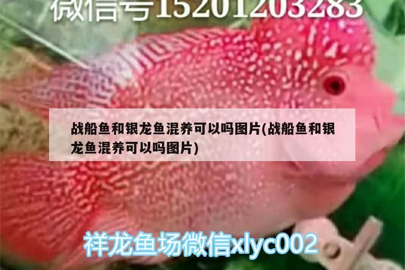 戰船魚和銀龍魚混養可以嗎圖片(戰船魚和銀龍魚混養可以嗎圖片)