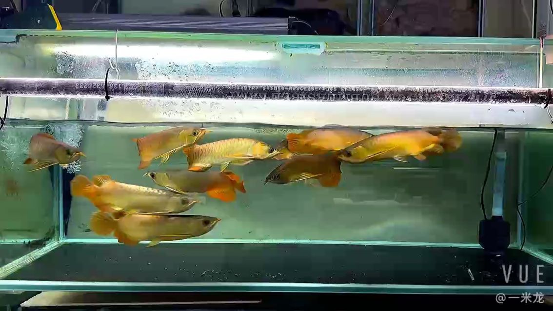 魚缸造景先放沙還是先放水(魚缸造景先鋪沙還是先放石頭) 混養(yǎng)給吃在這個尺寸主要注意 龍魚論壇 混養(yǎng)給吃在這個尺寸主要注意 混養(yǎng)給吃在這個尺寸主要注意 龍魚論壇