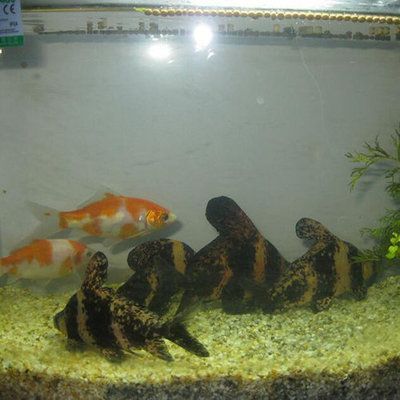 虎魚苗真菌感染治療方法，泰國虎魚苗真菌感染技巧虎魚苗真菌感染技巧