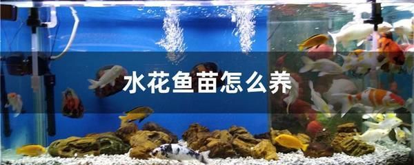 虎魚苗真菌感染治療方法，泰國虎魚苗真菌感染技巧虎魚苗真菌感染技巧