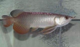 金龍魚怎么挑選品種的，如何挑選一只健康美麗的金龍魚