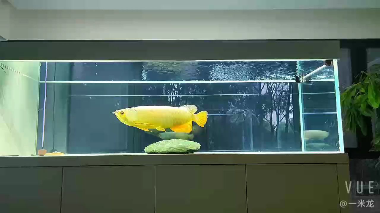 魚友家里的迪納金頭成長個體 魚友家里的迪納金頭成長個體 龍魚論壇