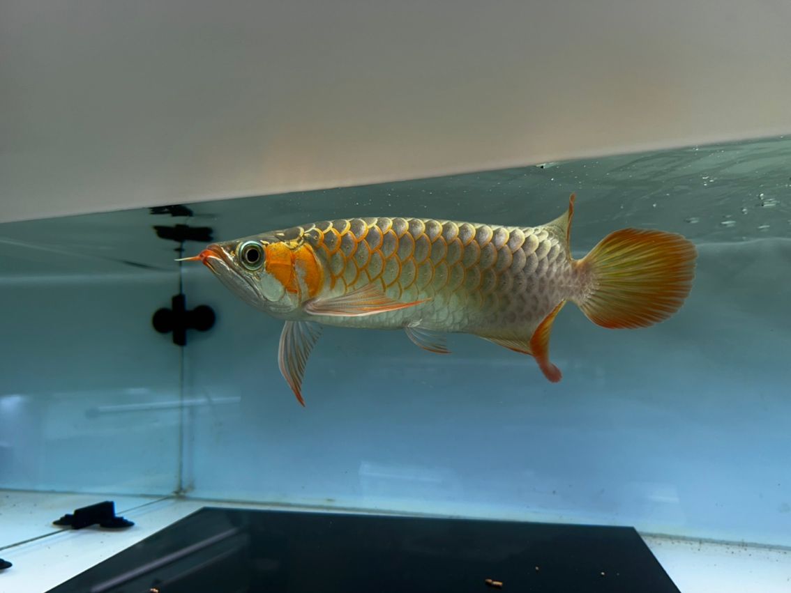 很久沒在這個平臺發東西了,主要現在都是了 龍魚論壇 第1張 很久沒在這個平臺發東西了,主要現在都是了 很久沒在這個平臺發東西了,主要現在都是了 龍魚論壇 第1張