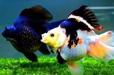 50cm魚缸養10cm的魚養幾條：50cm的魚缸適合養幾條魚