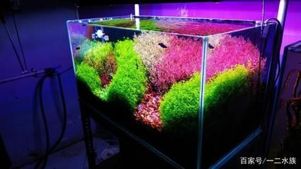 60的魚缸多少水草泥：60的魚缸需要的水草泥量取決于多個(gè)因素 60的魚缸多少水草泥：60的魚缸需要的水草泥量取決于多個(gè)因素 魚缸百科 第1張