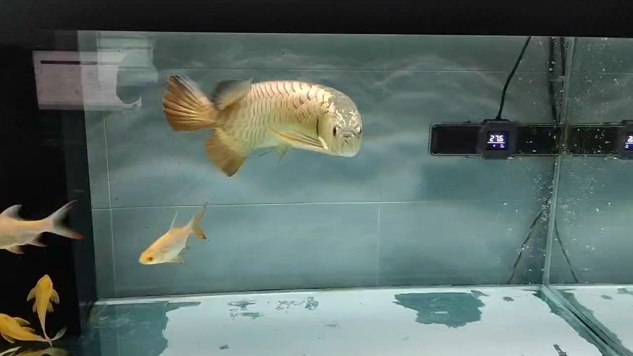 記錄~11月 記錄~11月 龍魚論壇