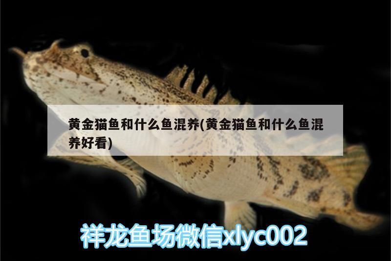 黃金貓魚和什么魚混養(黃金貓魚和什么魚混養好看)
