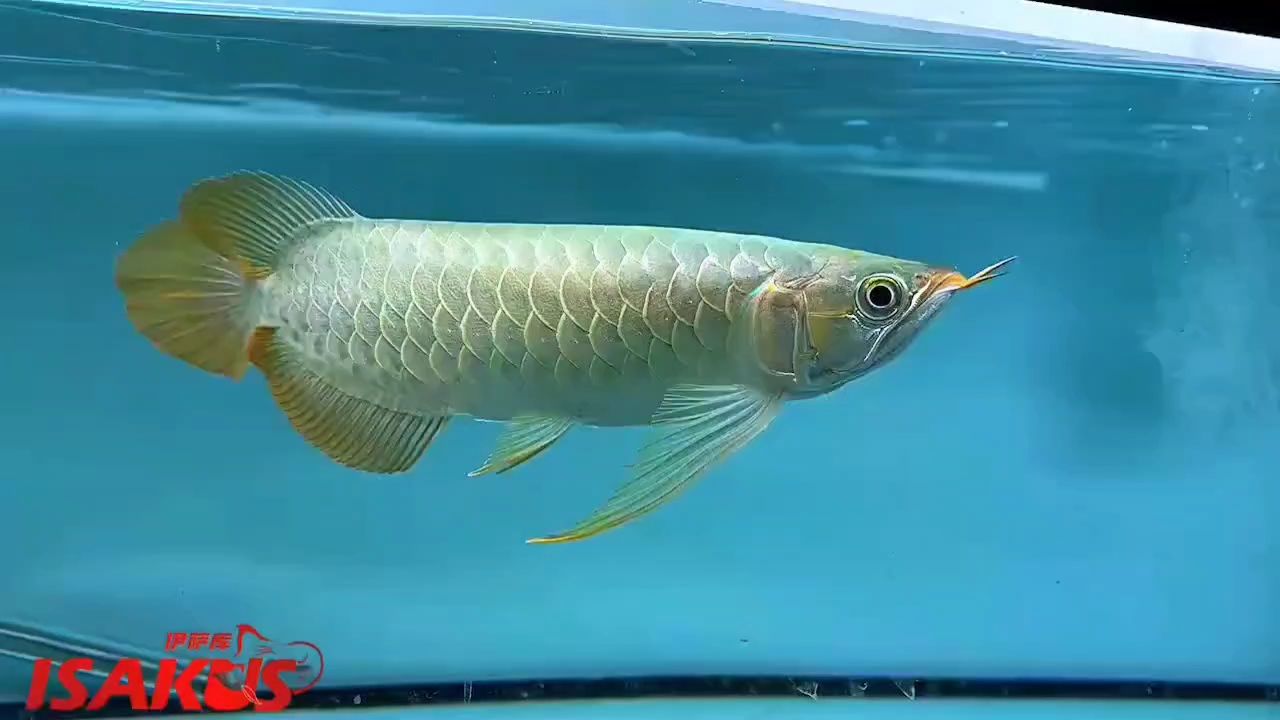 下掛鰭，飽滿身形 下掛鰭，飽滿身形 龍魚論壇