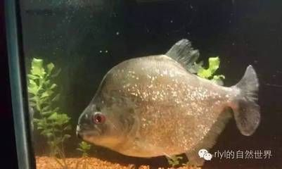 虎魚品種介紹圖片:幾種常見虎魚品種介紹 虎魚百科 第1張 虎魚品種介紹圖片:幾種常見虎魚品種介紹 虎魚品種介紹圖片:幾種常見虎魚品種介紹 虎魚百科 第1張