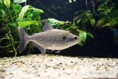 虎魚品種介紹圖片：幾種常見虎魚品種介紹 虎魚品種介紹圖片：幾種常見虎魚品種介紹 虎魚百科 第3張