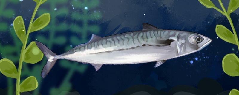 鲅魚是深海魚還是淺海魚生活在多深的水域 鲅魚是深海魚還是淺海魚生活在多深的水域 九鼎魚缸
