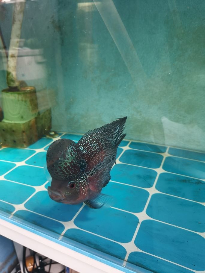 出羅漢魚 出羅漢魚 龍魚論壇 第4張