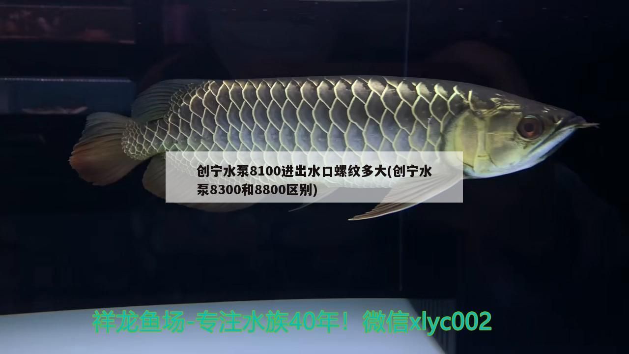 創寧水泵8100進出水口螺紋多大(創寧水泵8300和8800區別)