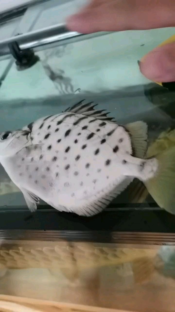 鸚鵡魚和銀龍魚混養怎樣喂食 都18厘米了,好好的就死了,這是為什么,第2條,有懂的大神嗎? 龍魚論壇 都18厘米了,好好的就死了,這是為什么,第2條,有懂的大神嗎? 都18厘米了,好好的就死了,這是為什么,第2條,有懂的大神嗎? 龍魚論壇