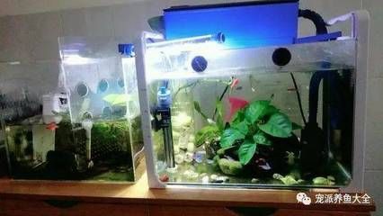 60的魚缸適合養什么冷水觀賞魚？：60厘米的魚缸適合養什么樣的魚？ 60的魚缸適合養什么冷水觀賞魚？：60厘米的魚缸適合養什么樣的魚？ 魚缸百科 第3張