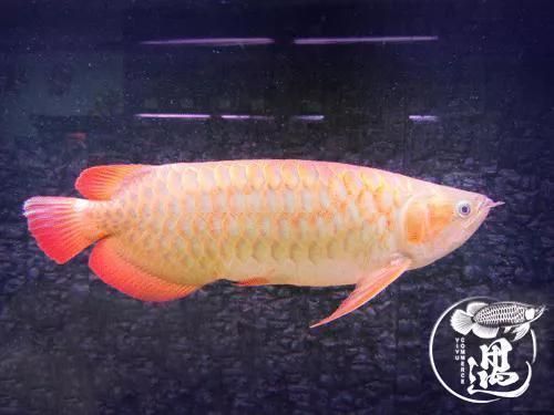 紅龍魚不發色怎么回事兒：紅龍魚不發色可能由多種因素引起，紅龍魚發色可能由多種因素引起 紅龍魚不發色怎么回事兒：紅龍魚不發色可能由多種因素引起，紅龍魚發色可能由多種因素引起 紅龍魚百科 第4張