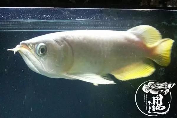 紅龍魚不發色怎么回事兒：紅龍魚不發色可能由多種因素引起，紅龍魚發色可能由多種因素引起 紅龍魚不發色怎么回事兒：紅龍魚不發色可能由多種因素引起，紅龍魚發色可能由多種因素引起 紅龍魚百科 第5張