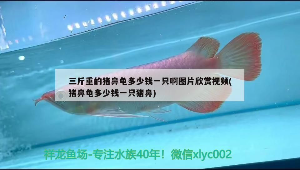 三斤重的豬鼻龜多少錢一只啊圖片欣賞視頻(豬鼻龜多少錢一只豬鼻)