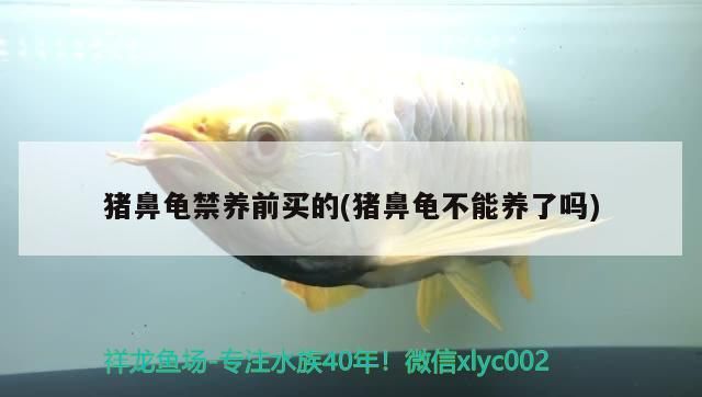 豬鼻龜禁養前買的(豬鼻龜不能養了嗎) 豬鼻龜禁養前買的(豬鼻龜不能養了嗎) 豬鼻龜百科
