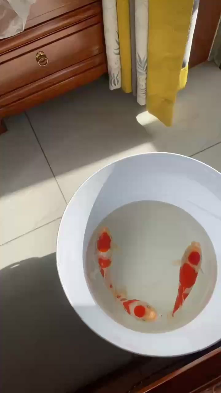 趁著換水曬曬太陽