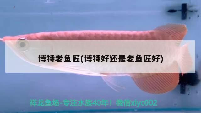 博特老魚匠(博特好還是老魚匠好) 博特老魚匠(博特好還是老魚匠好) 博特水族