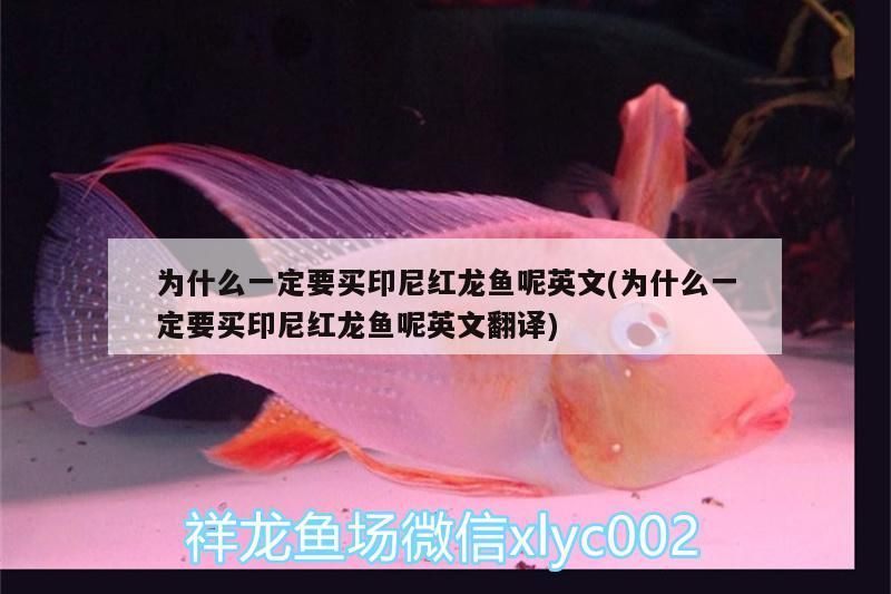 為什么一定要買印尼紅龍魚呢英文(為什么一定要買印尼紅龍魚呢英文翻譯) 為什么一定要買印尼紅龍魚呢英文(為什么一定要買印尼紅龍魚呢英文翻譯) 紅龍魚百科