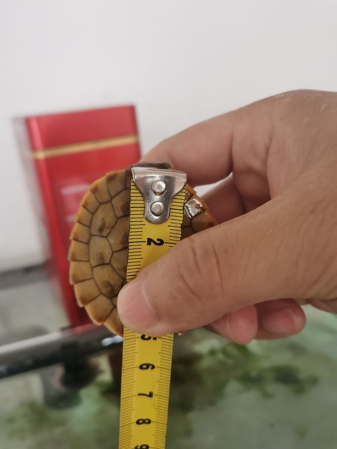 11.16朋友給的小圓澳龜5.5厘米，在大缸里快樂(lè)的玩耍。
