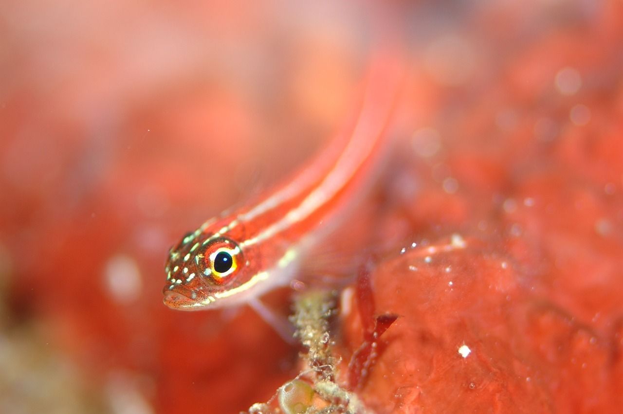福州市倉山區(qū)水潤水族店