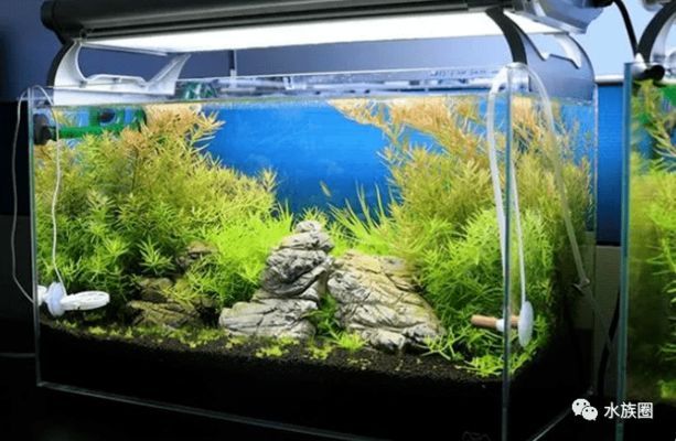 60魚缸用多厚玻璃：60厘米的魚缸玻璃厚度需要考慮多個因素，需要考慮多個因素