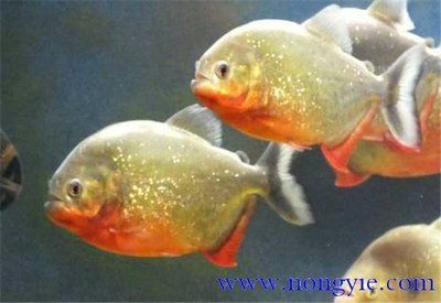 虎魚多大的好養殖：虎魚多大的好養殖，