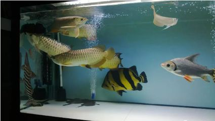 虎魚什么背景魚缸:虎魚什么背景魚缸顏色選擇 虎魚百科 第1張 虎魚什么背景魚缸:虎魚什么背景魚缸顏色選擇 虎魚什么背景魚缸:虎魚什么背景魚缸顏色選擇 虎魚百科 第1張