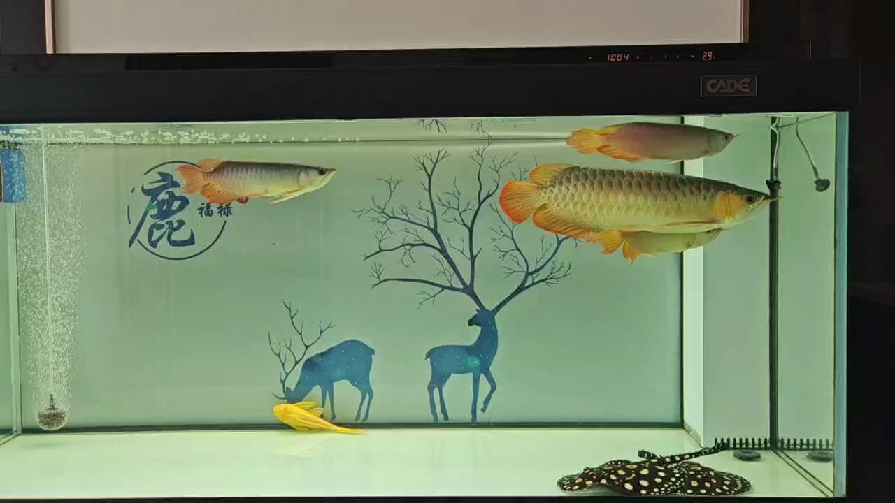 紛爭不斷，每時都有爭斗，都有不同的爭斗對象，搞不清誰厲害，分不清誰贏了