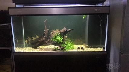 紅龍魚用黃燈烤有用嗎 彩蝶和博特過濾對比:彩蝶和博特的過濾對比 博特水族 彩蝶和博特過濾對比:彩蝶和博特的過濾對比 彩蝶和博特過濾對比:彩蝶和博特的過濾對比 博特水族
