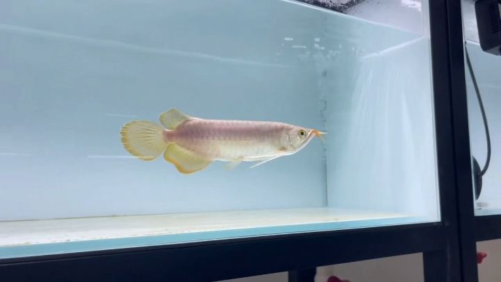 大家?guī)臀铱纯次疫@條魚能出多少米？ 大家?guī)臀铱纯次疫@條魚能出多少米？ 龍魚論壇