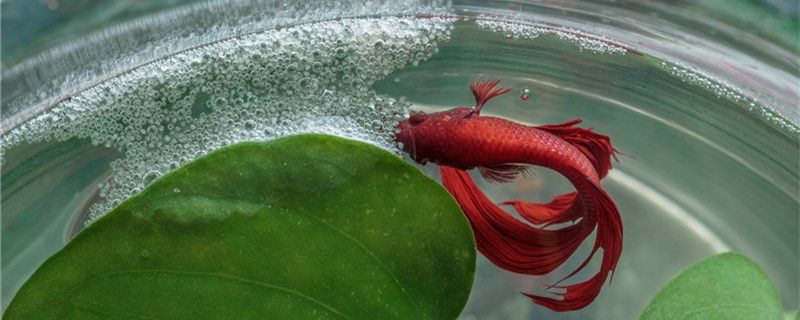 泰國斗魚一公一母會打架嗎可以混養嗎 泰國斗魚一公一母會打架嗎可以混養嗎 九鼎魚缸