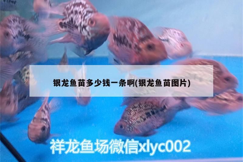銀龍魚苗多少錢一條啊(銀龍魚苗圖片)