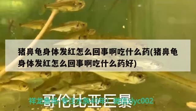 豬鼻龜身體發紅怎么回事啊吃什么藥(豬鼻龜身體發紅怎么回事啊吃什么藥好) 豬鼻龜身體發紅怎么回事啊吃什么藥(豬鼻龜身體發紅怎么回事啊吃什么藥好) 豬鼻龜百科
