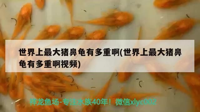 世界上最大豬鼻龜有多重啊(世界上最大豬鼻龜有多重啊視頻)