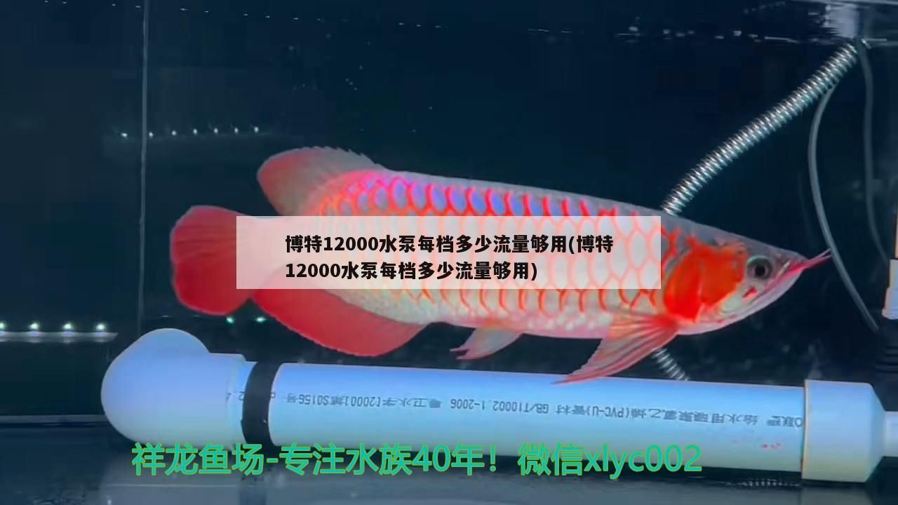 博特12000水泵每檔多少流量夠用(博特12000水泵每檔多少流量夠用) 博特12000水泵每檔多少流量夠用(博特12000水泵每檔多少流量夠用) 博特水族