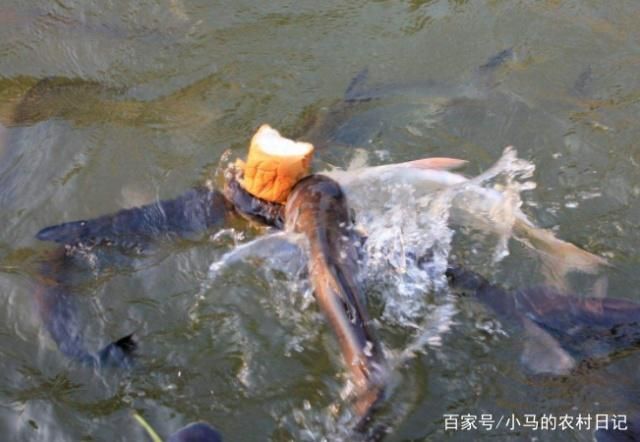 預防三紋虎魚真菌感染，三紋虎魚真菌感染對魚類健康和養殖業造成嚴重影響