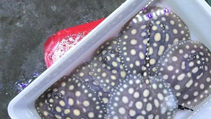 魟魚突然不愛動不吃東西了：[需手動填充]魚不愛動不愛動是怎么回事