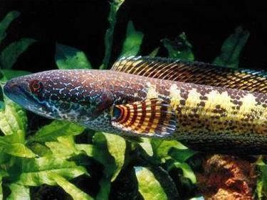 雷龍魚魚缸逃脫案例分析，雷龍魚逃脫后常見疾病預防雷龍魚逃脫后常見疾病預防 雷龍魚魚缸逃脫案例分析，雷龍魚逃脫后常見疾病預防雷龍魚逃脫后常見疾病預防 魚缸百科 第2張